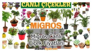 Migros Canlı Çiçek Fiyatları