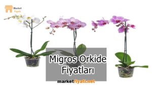 Migros Orkide Fiyatları