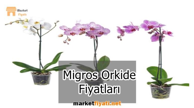 Migros Orkide Fiyatları