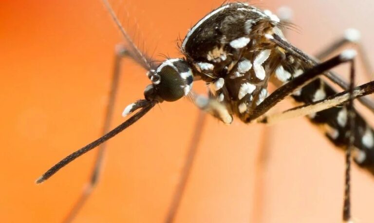 İzmir Böcek İlaçlama